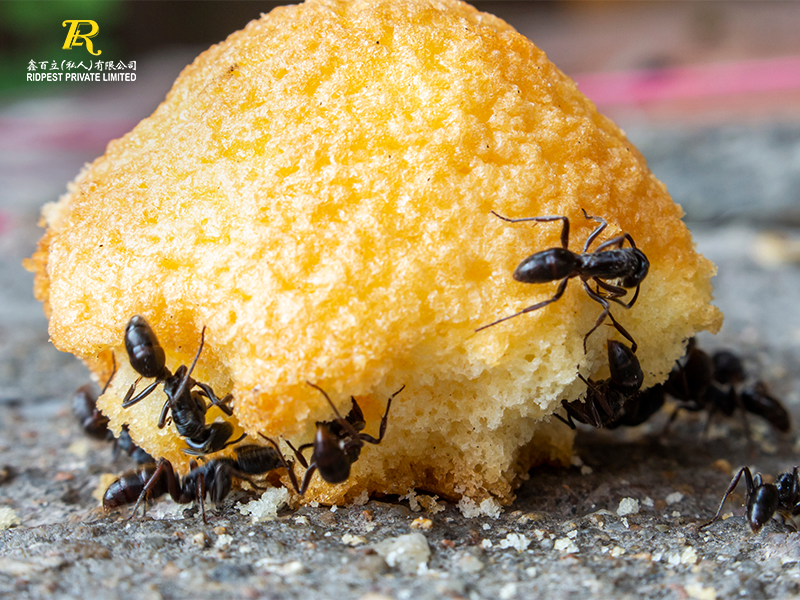  Black Ants eating Sugar on Donuts
