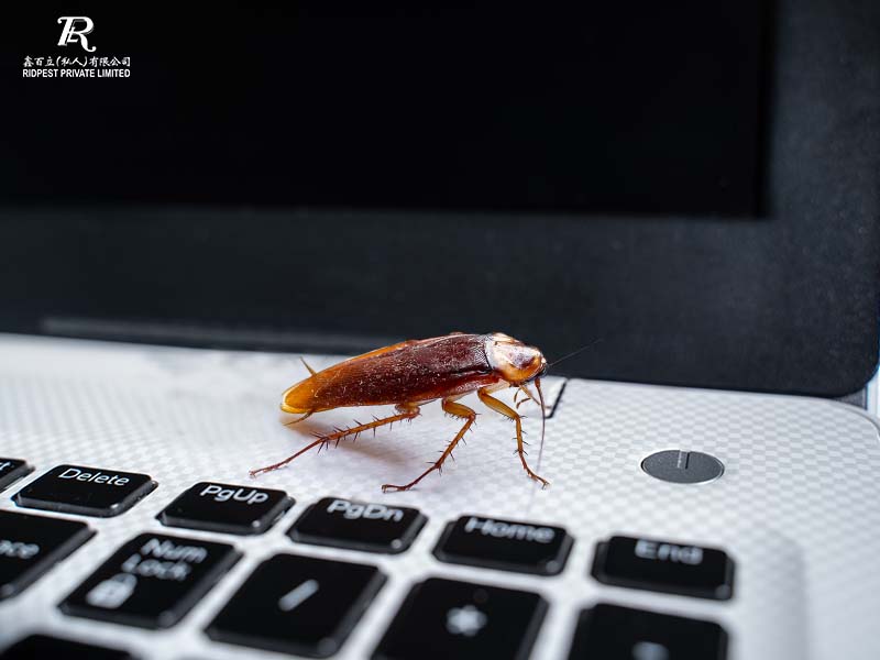 Cockroach on work device