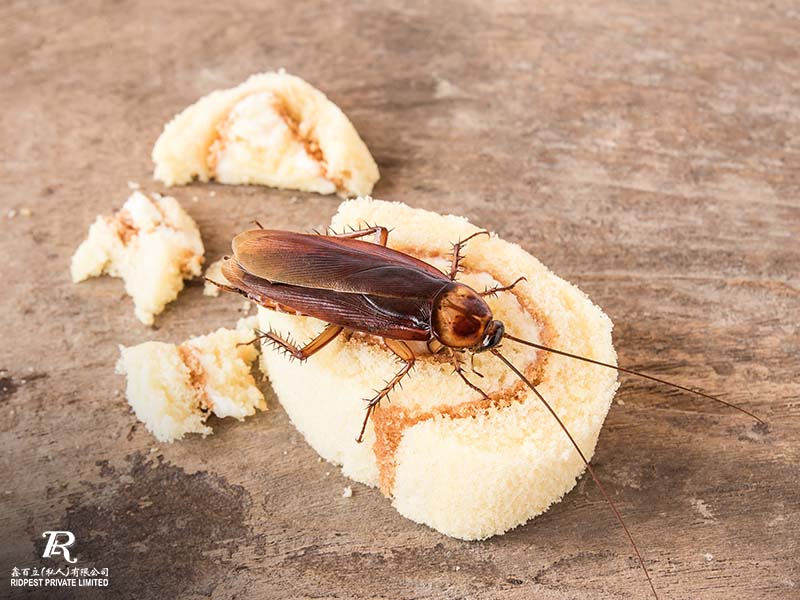 cockroach infestation on food